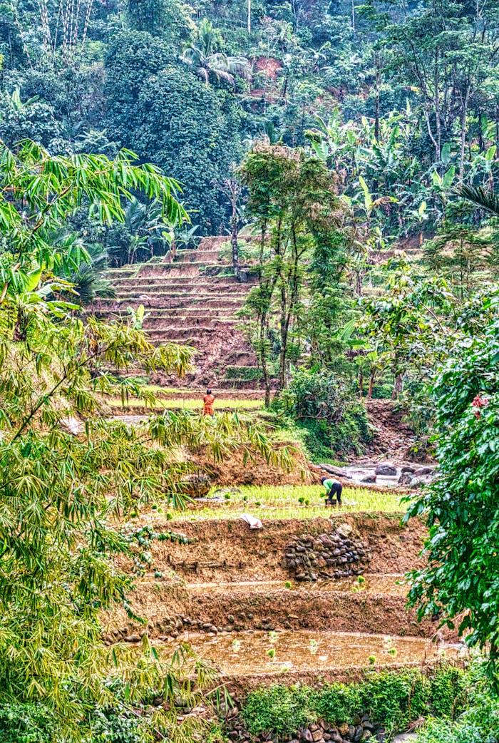 about-img Scenic view of lush rice terraces surrounded by dense foliage in West Java, Indonesia, with local farmers working.