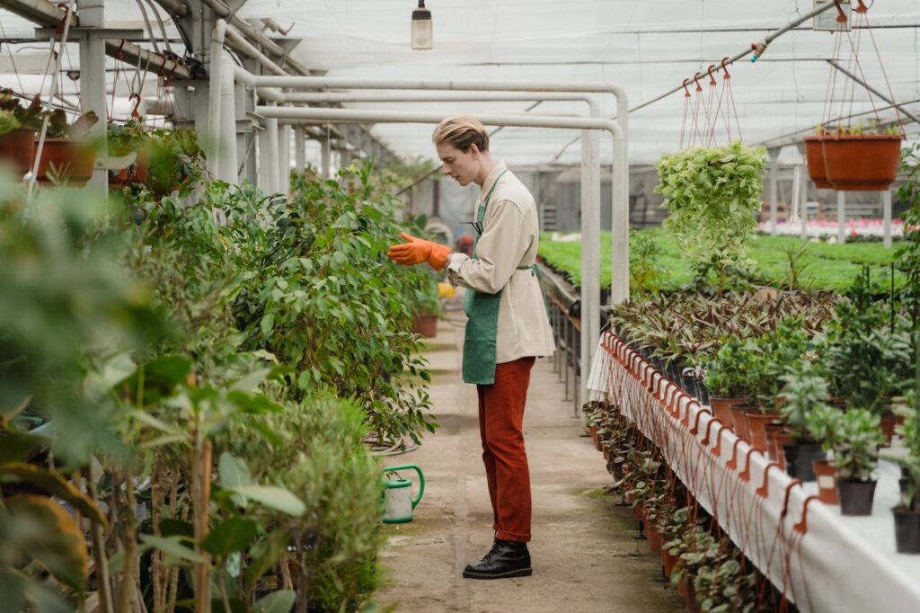 A gardener wearing gloves tends to plants inside a greenhouse filled with potted greenery.