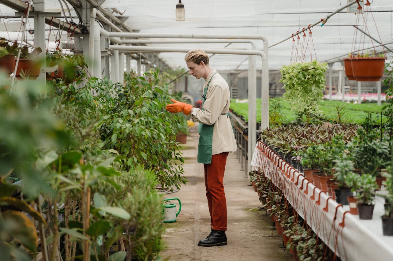 A gardener wearing gloves tends to plants inside a greenhouse filled with potted greenery.