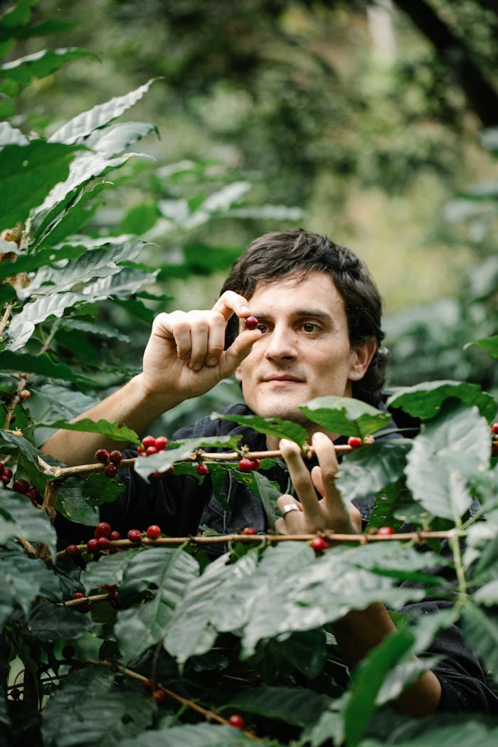 vision Man picking ripe coffee beans in a lush green plantation, highlighting the harvest process.