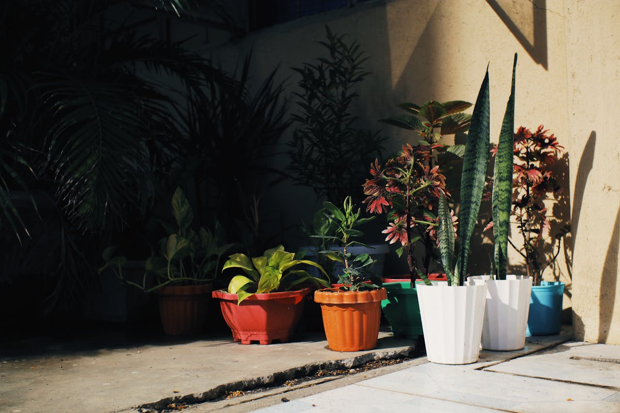 Colorful potted plants basking in sunlight against urban building wall.