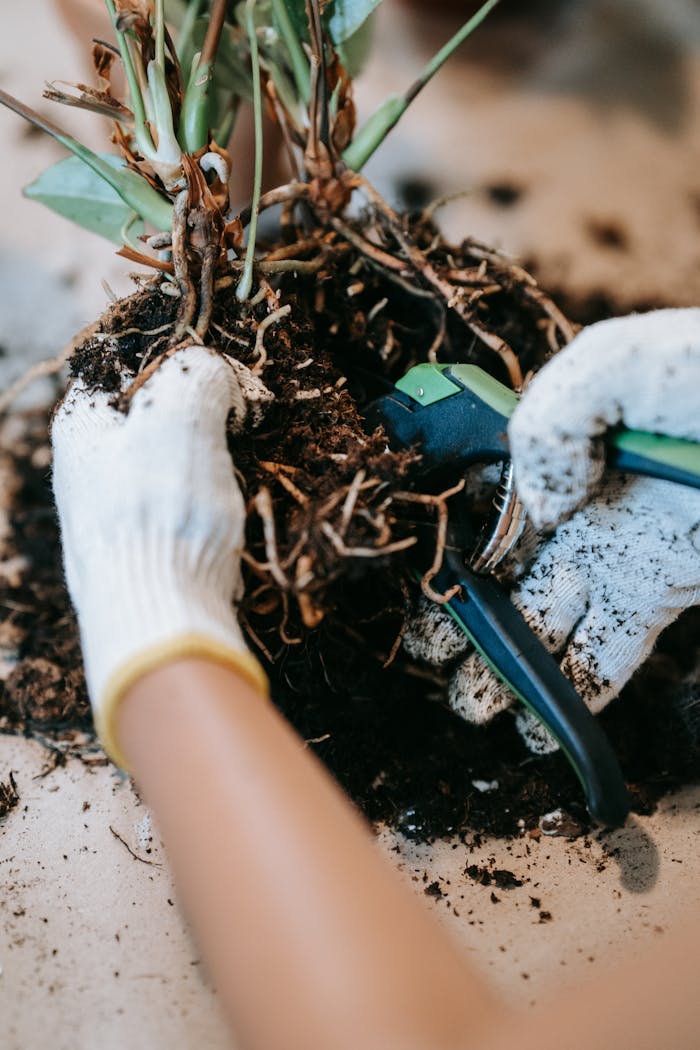 A detailed view of hands in gloves trimming plant roots with gardening tools.