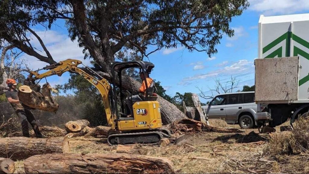tree removal near me