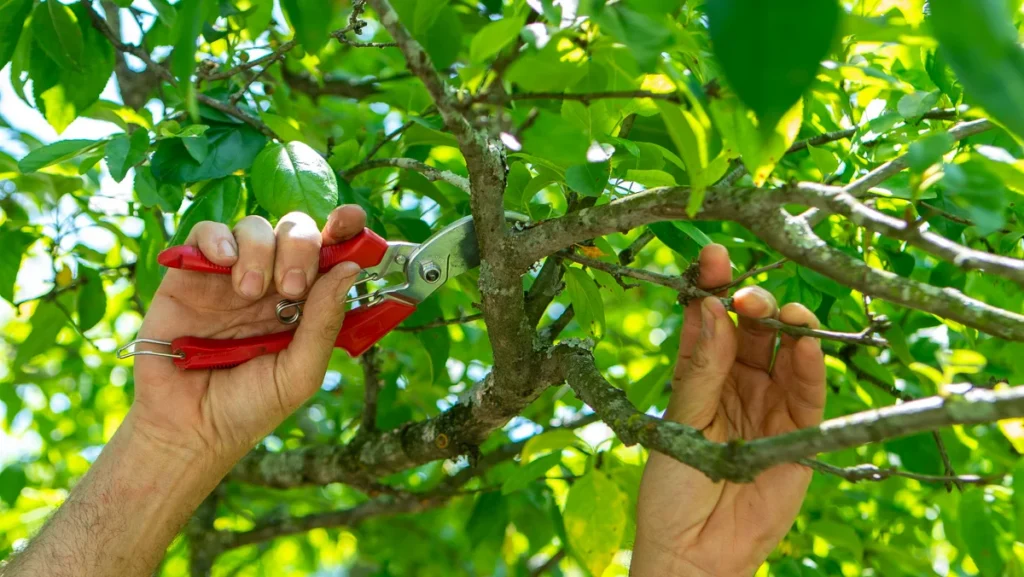 tree Pruning Services Sydney
