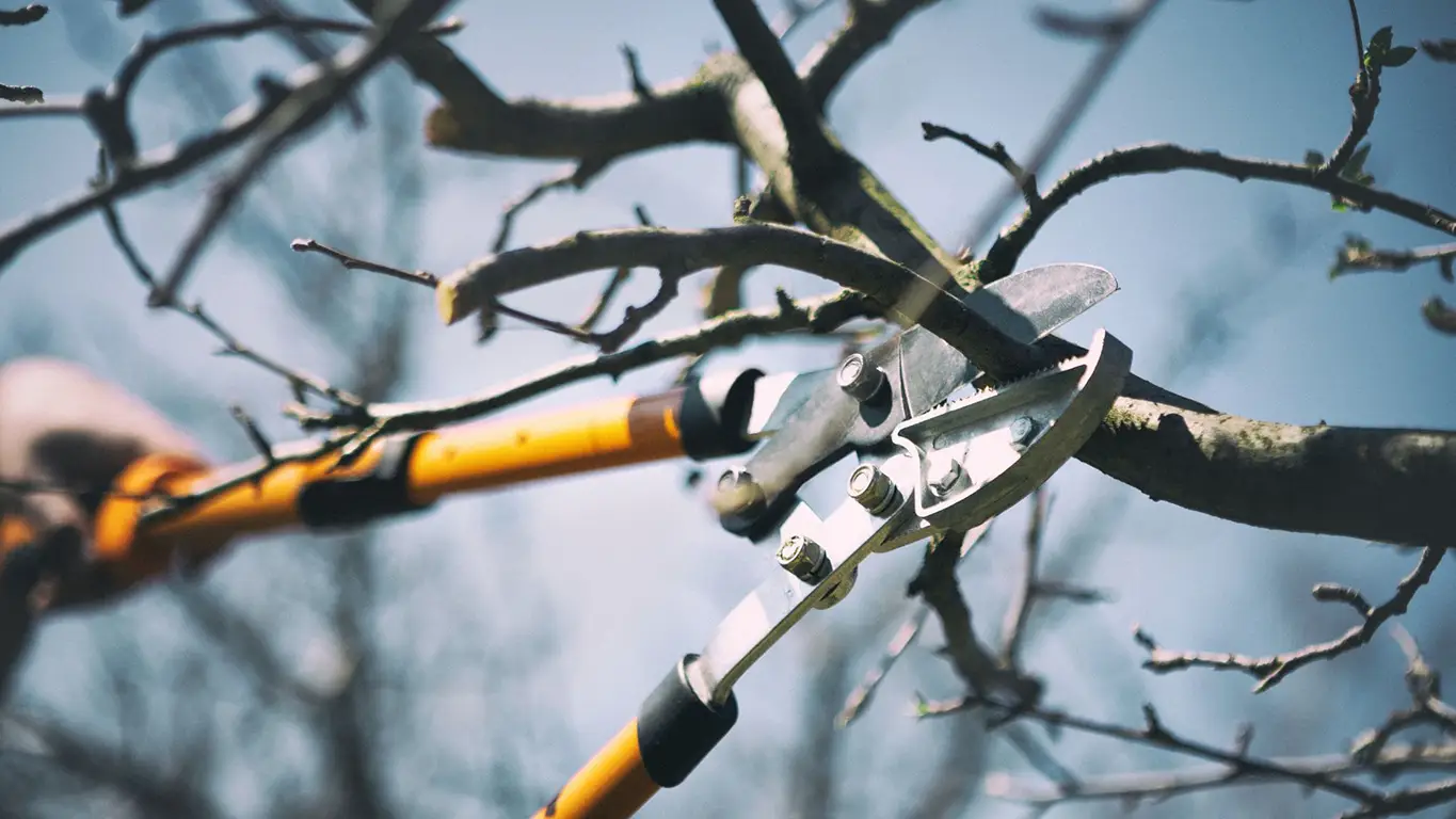 tree Pruning Services Sydney